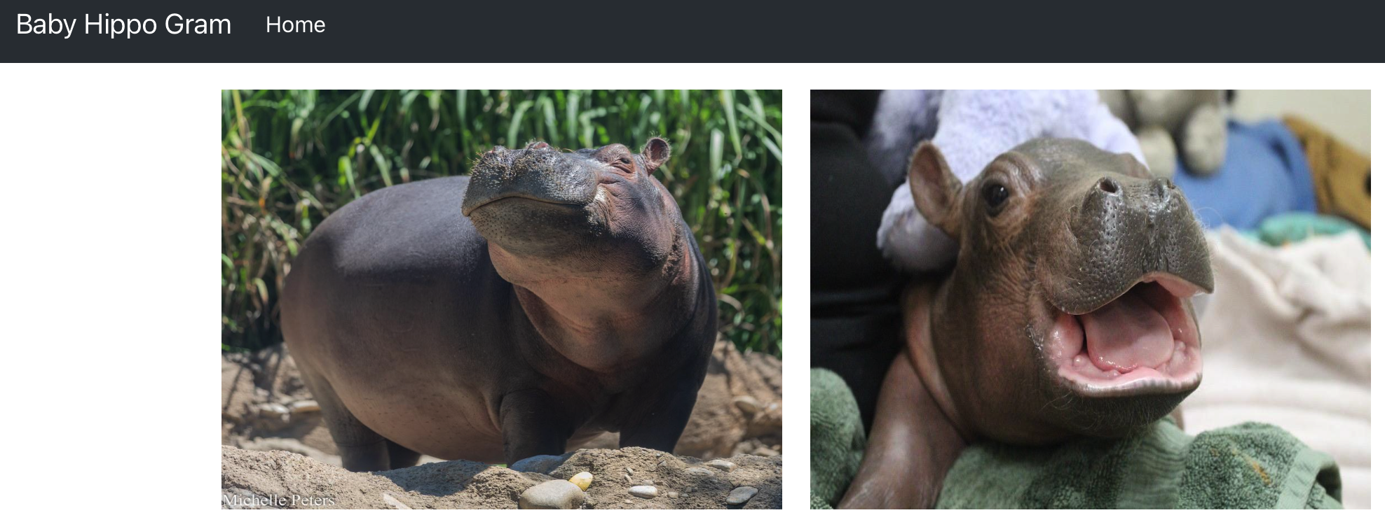 circleci-hippo-container